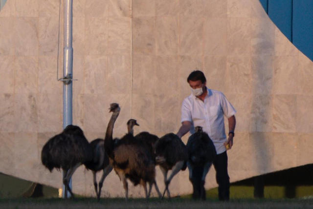 剛確診新冠一星期，巴西總統(tǒng)喂鴕鳥時又被咬了，網(wǎng)友卻希望“鳥沒事”(圖2)