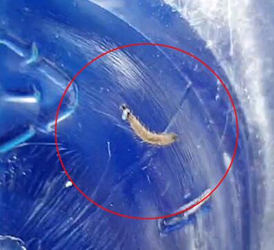 韓國(guó)多地自來水現(xiàn)幼蟲樣生物 究竟是怎么回事(圖5) 韓國(guó)多地自來水現(xiàn)幼蟲樣生物 究竟是怎么回事(圖5)