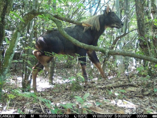 快看！蓮都峰源省級自然保護(hù)區(qū)首次拍到“四不像”