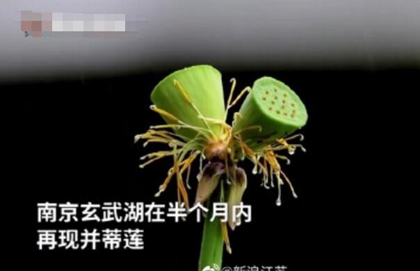怒了！南京玄武湖并蒂蓮被游客摘下是怎么回事？(圖2)