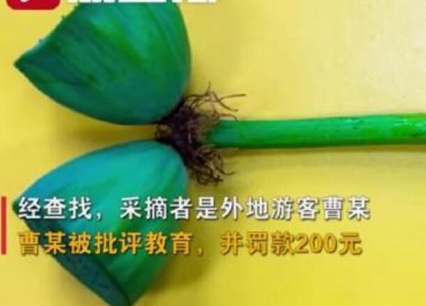 怒了！南京玄武湖并蒂蓮被游客摘下是怎么回事？