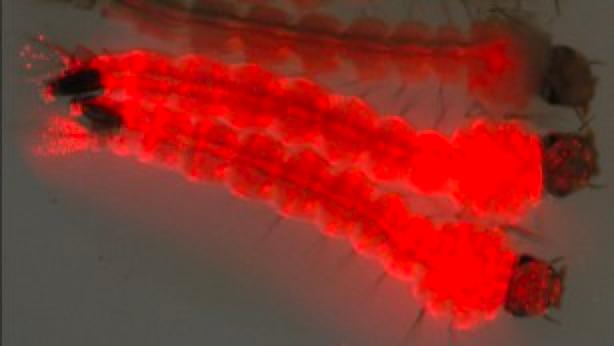美一地區(qū)將釋放7.5億只轉(zhuǎn)基因蚊子以防疾病傳播，引發(fā)爭議
