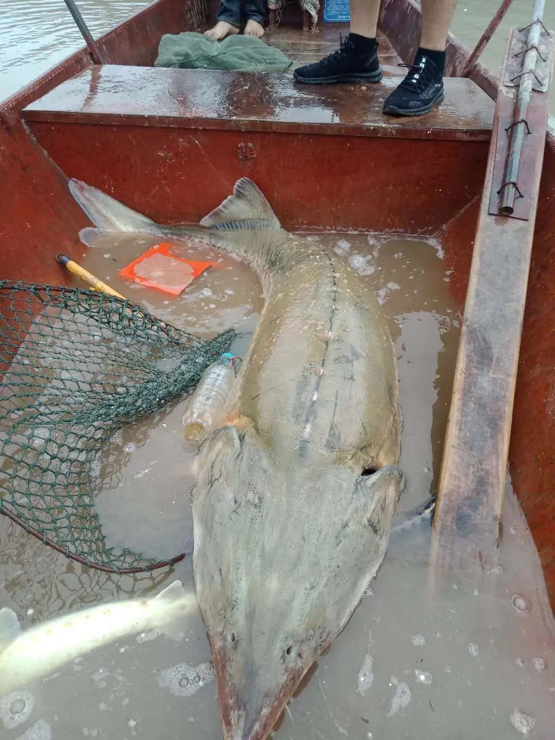 暴雨過后，上千萬斤養(yǎng)殖大型鱘魚從甘肅流入廣元…