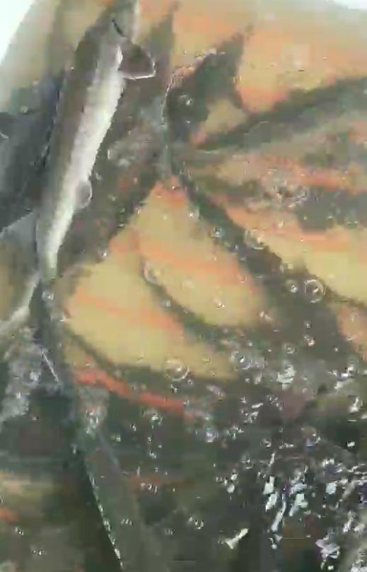 暴雨過后，上千萬斤養(yǎng)殖大型鱘魚從甘肅流入廣元…(圖2)