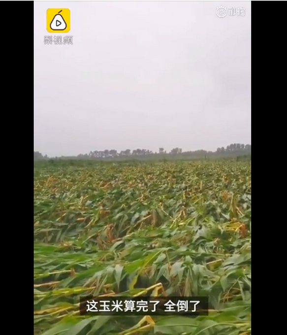 臺風(fēng)“美莎克”致吉林玉米大面積倒伏，像棉被一樣鋪在地上，減產(chǎn)已成定局