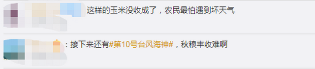 臺風(fēng)“美莎克”致吉林玉米大面積倒伏，像棉被一樣鋪在地上，減產(chǎn)已成定局(圖5)